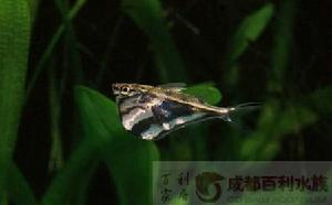 陰陽燕子燈魚 陰陽燕子燈魚