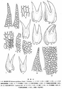 尼泊爾剪葉苔 尼泊爾剪葉苔