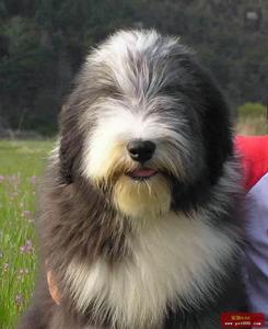 古代長須牧羊犬