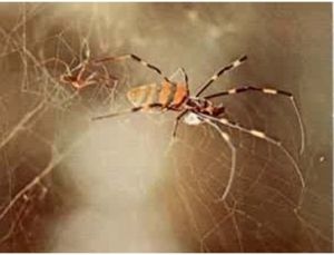 鉤巨蟹蛛 鉤巨蟹蛛