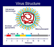 牛瘟病毒的結構