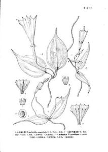 細柄蔓龍膽 細柄蔓龍膽