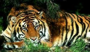 中國虎野化項目