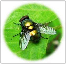 絲光綠蠅 絲光綠蠅