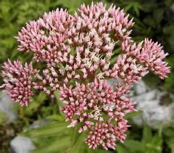 黃纓菊屬 黃纓菊屬