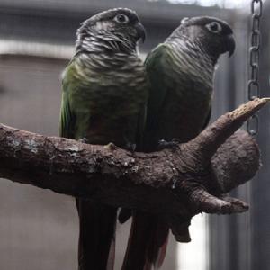 聖克魯茲錐尾鸚鵡 聖克魯茲錐尾鸚鵡