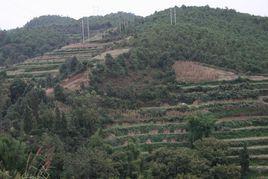 盤龍村[雲南宣威市來賓鎮下轄村]