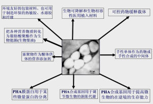 生物分解性 生物分解性