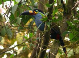 扁嘴山巨嘴鳥 扁嘴山巨嘴鳥