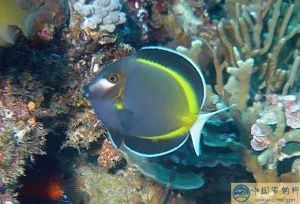 日本刺尾鯛 日本刺尾鯛