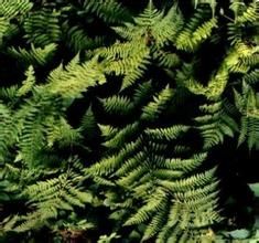 黑鱗軸脈蕨 黑鱗軸脈蕨