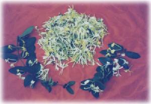 急性細菌性痢疾