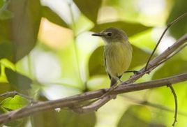 灰額啞霸鶲 灰額啞霸鶲