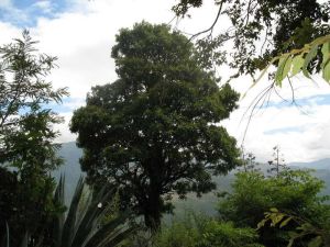 老草具村 老草具村