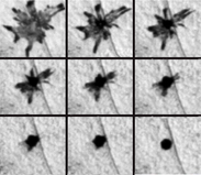 （圖）以延時攝影拍下的斑馬魚黑色素細胞的黑色素集中過程。