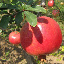 石榴吐蕊 石榴吐蕊