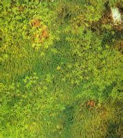 黃色濕原蘚 黃色濕原蘚