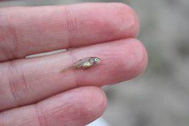 tinyfish tinyfish