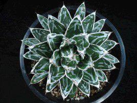 黃覆輪笹之雪 黃覆輪笹之雪