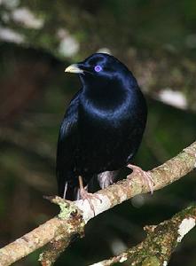 紫光園丁鳥 紫光園丁鳥