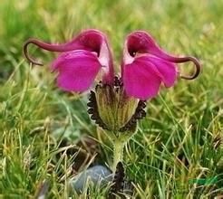 全葉馬先蒿 全葉馬先蒿