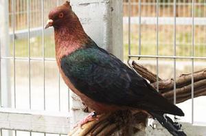 豆眼黑鴿 豆眼黑鴿