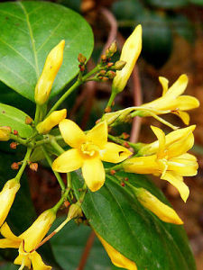 Conium maculatum Conium maculatum