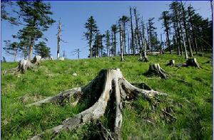 （圖）秦嶺冷杉