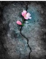 斑駁的樹影 斑駁的樹影