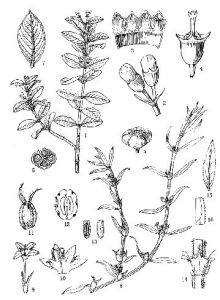 雙角草屬 雙角草屬