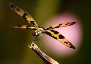 斑麗翅蜻 斑麗翅蜻