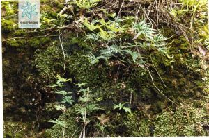 硫磺粉背蕨 硫磺粉背蕨