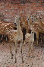 所有梅花鹿全部採用圍欄放養