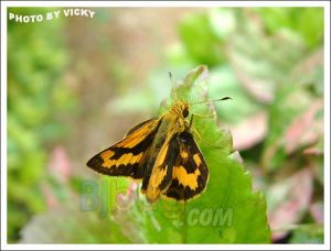 曲紋黃室弄蝶 曲紋黃室弄蝶