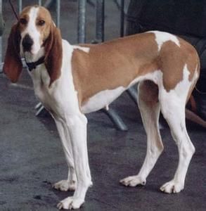 斯維則勞佛犬 斯維則勞佛犬