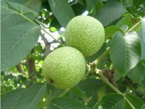 遼核5號 遼核5號