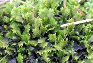 粗肋鳳尾蘚 粗肋鳳尾蘚