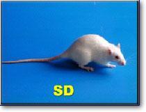 SD大鼠