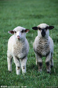 綿羊巴貝斯蟲病 綿羊巴貝斯蟲病