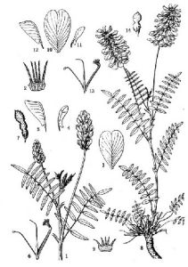 烏魯木齊岩黃耆（變種）