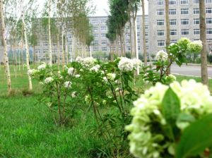 遼寧職業學院景區 遼寧職業學院景區