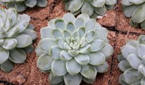 厚葉香草 厚葉香草