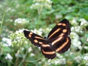 阿環蛺蝶 阿環蛺蝶