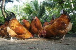 海南閹雞 海南閹雞