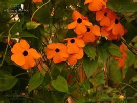 翼葉山牽牛 翼葉山牽牛