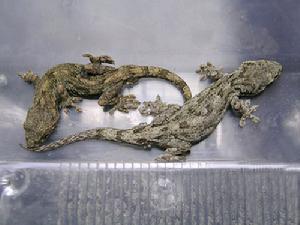 （圖）無蹼壁虎