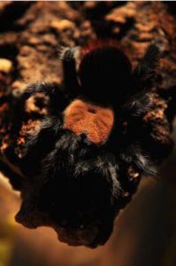 墨西哥金背紅尾蜘蛛	