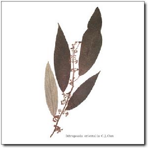 蕁麻葉益母草 蕁麻葉益母草