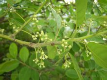 越南木姜子 越南木姜子