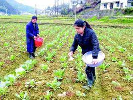 蔬菜類施肥 蔬菜類施肥